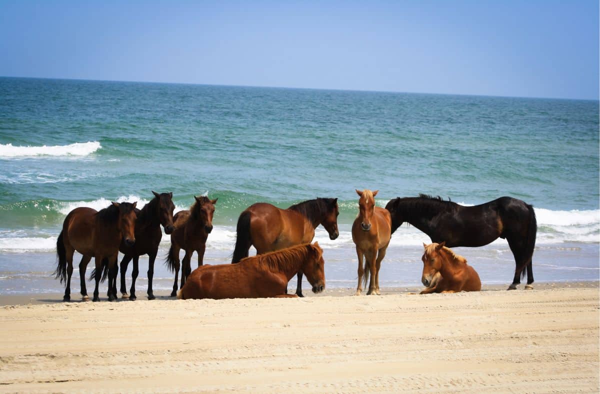 Wild Horses Corolla Beach Outer Banks NC