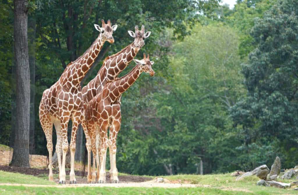 3 Giraffes at the NC Zoo 
